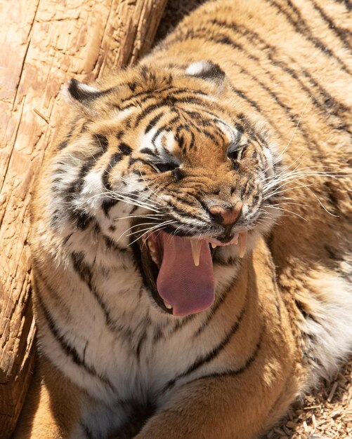 Photo close-up of a tiger