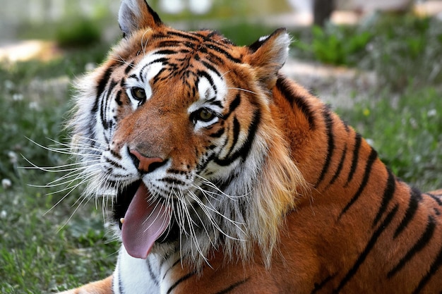 Foto prossimo piano di una tigre