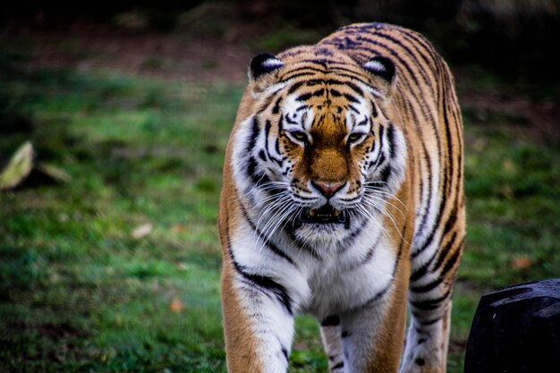 Photo close-up of tiger