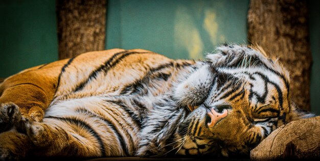 Photo close-up of tiger