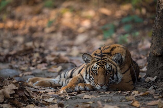 Photo close-up of tiger