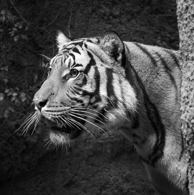 Photo close-up of a tiger