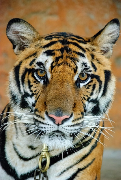 Foto prossimo piano di una tigre