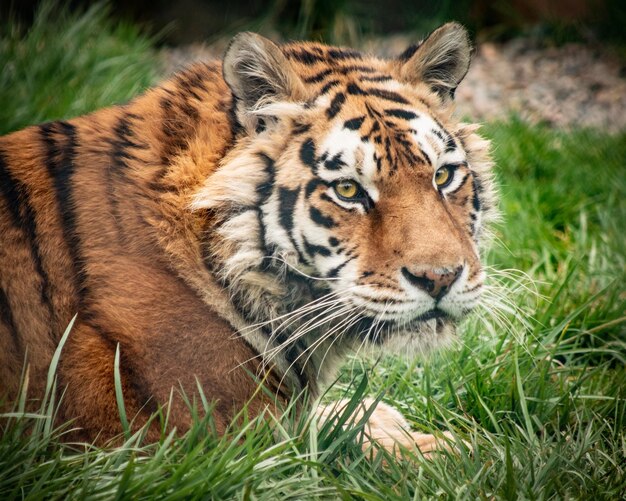 Photo close-up of a tiger