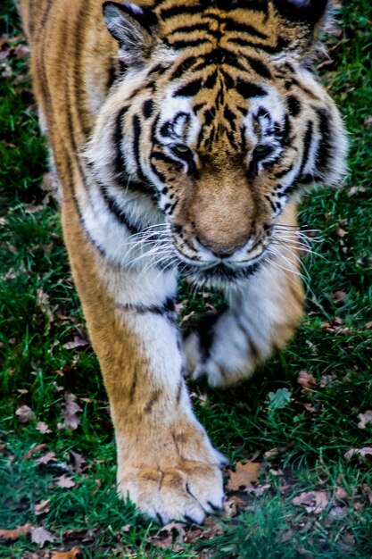 Foto prossimo piano di una tigre