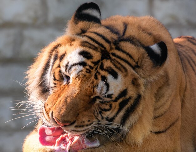 Photo close-up of a tiger