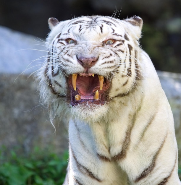 Foto prossimo piano di una tigre