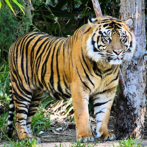 Close-up of tiger