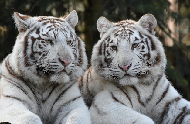 Foto prossimo piano di una tigre