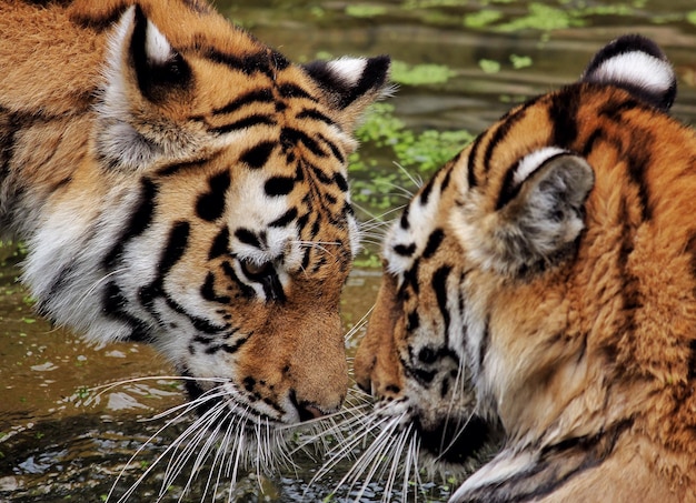 Close-up of tiger