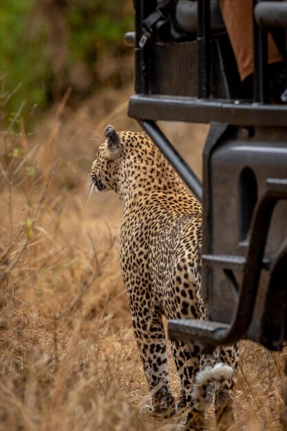 Foto prossimo piano di una tigre