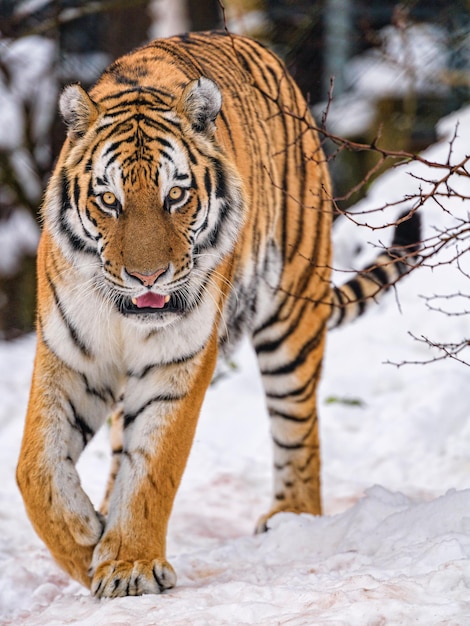 Photo close-up of tiger