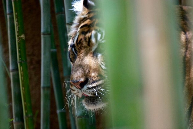 Photo close up of tiger