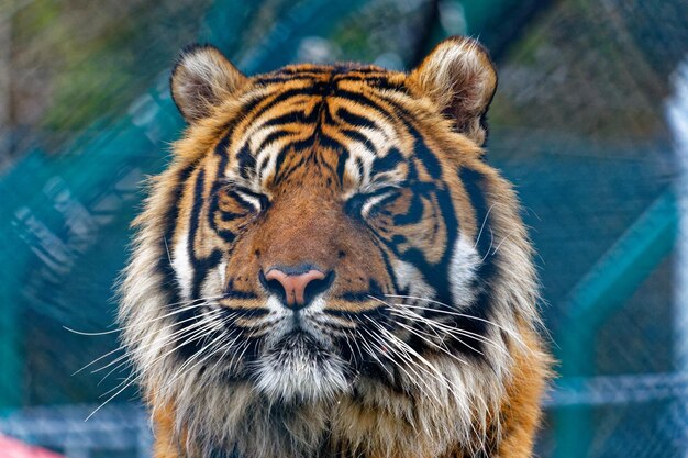 Foto prossimo piano di una tigre