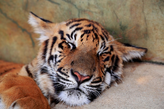 close-up of tiger