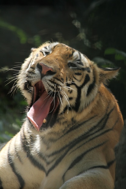 Photo close up tiger