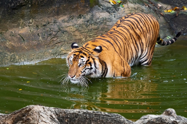 Photo close up tiger.