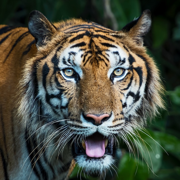 Close-Up tiger.