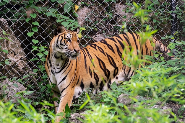 Chiuda sulla tigre.