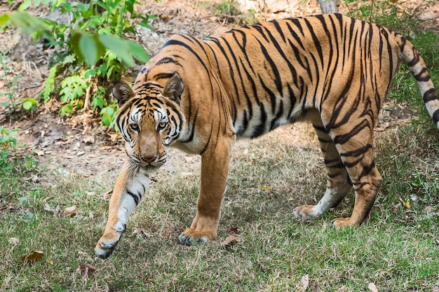 Close up tiger