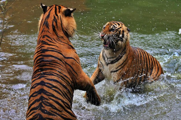 Photo close-up of tigers in lake during winter