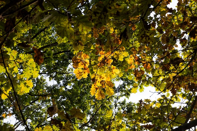 Close-up tijdens het herfstseizoen