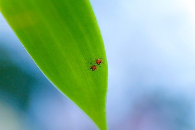 Close up of a tiny bug on green leaf