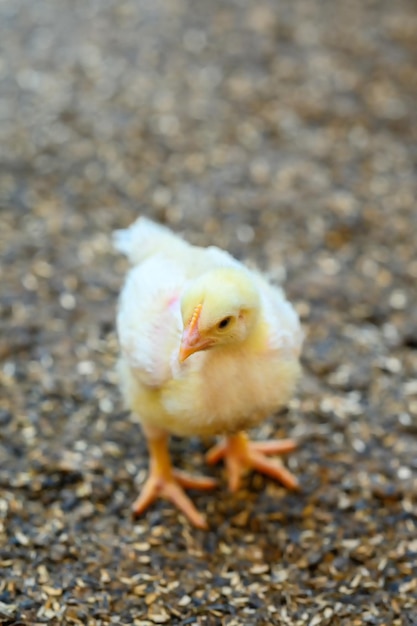 Chiuda in su piccolo pulcino carino che cammina sul prato. piccoli pulcini soffici che allevano biologico.