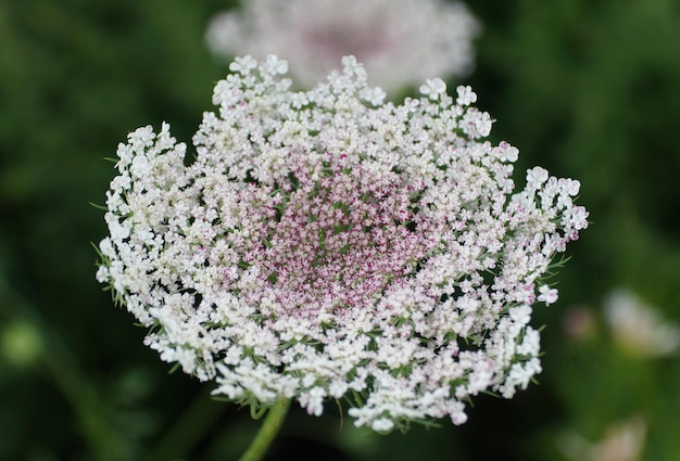 ワイルド・キャロット・フラワー (Wild Carrot Flower) とも呼ばれるアンヌ女王の蕾の小さな花のクローズアップ