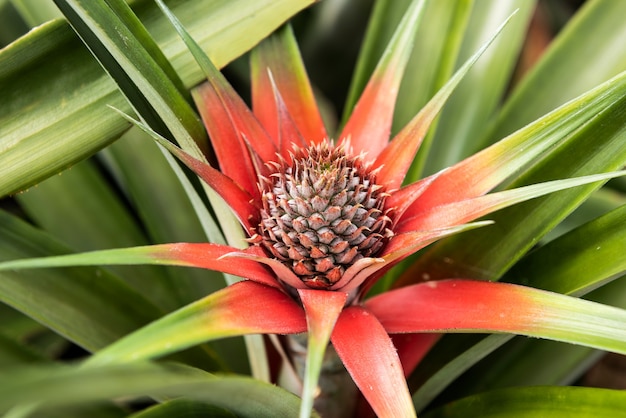 Photo close up of a tiny pineapple growing with red and green leaves iriomote island