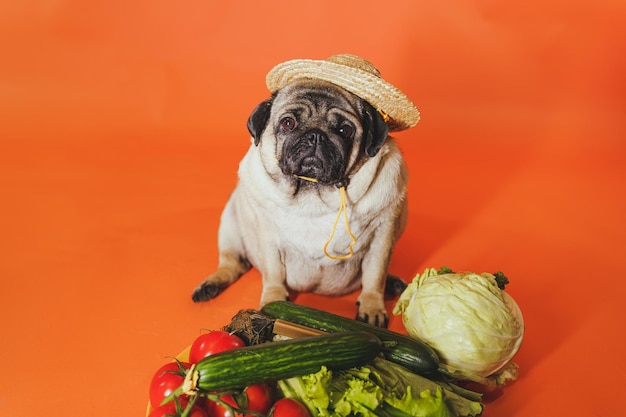 Close up of tired cute pug with red tomatoes on orange background Relaxed dog in straw hat with vegetables after harvest Concept of agriculture and organic food