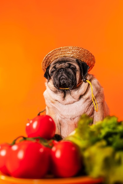 オレンジ色の背景に赤いトマトと疲れたかわいいパグのクローズアップ収穫後の野菜と麦わら帽子でリラックスした犬農業と有機食品の概念