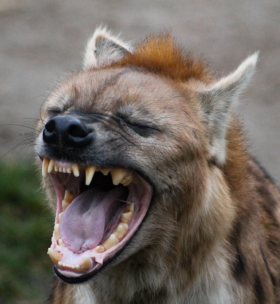 Photo close-up of a tired hyena