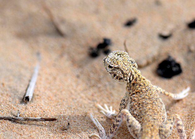 Foto close-up di una lucertola agama con la testa di rospo sulla sabbia