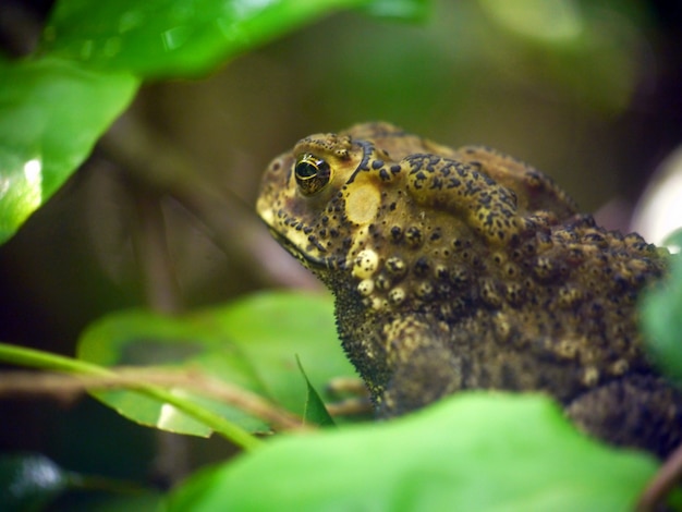 Close-up of a toad