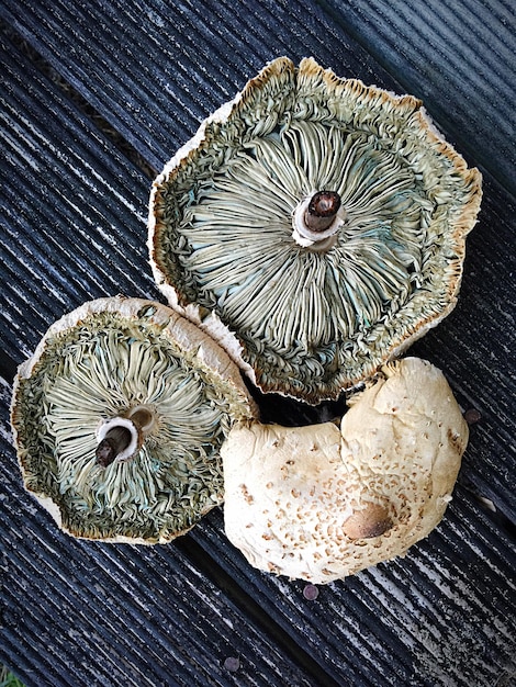 Foto close-up di funghi su un tavolo di legno