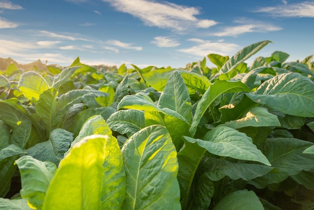 담배 농장, 농업 및 수출을 위한 담배 산업에서 자라는 큰 잎 작물의 클로즈업.