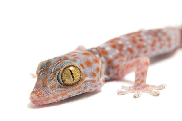 Tokay Gecko 파충류의 클로즈업