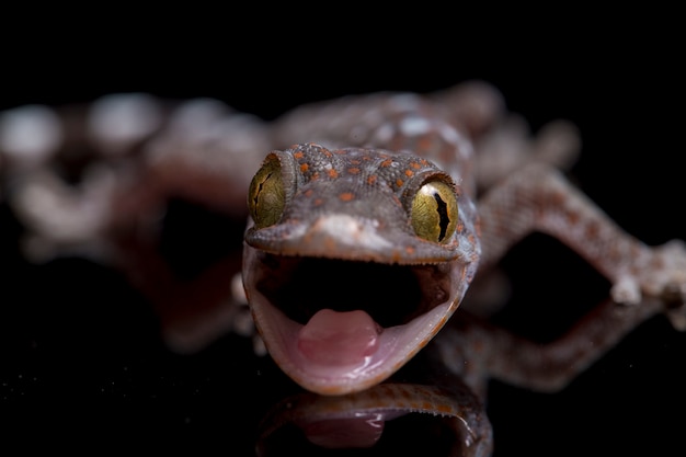 Close up Tokay Gecko