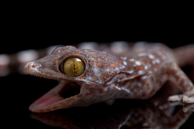 Close up Tokay Gecko