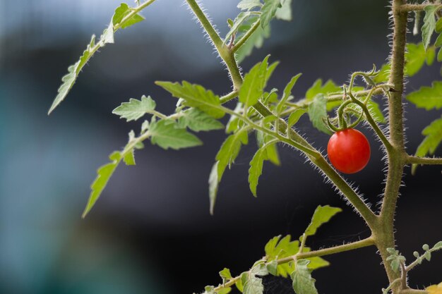 Foto prossimo piano della crescita del pomodoro sulla pianta