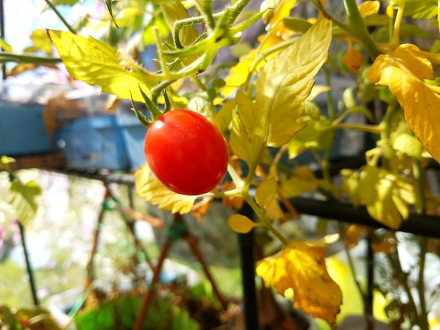 Photo close-up of tomato on plant