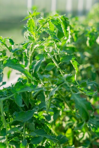 Close up of tomato plants growing in greenhouse