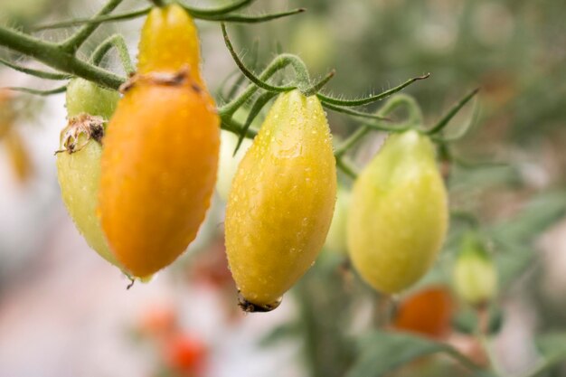 Foto prossimo piano di pomodori che crescono in fattoria