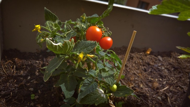 Photo close-up of tomatoes growing on plant in field