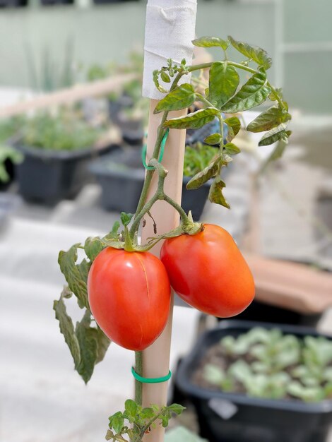 Photo close-up of tomatoes growing on plant in greenhouse