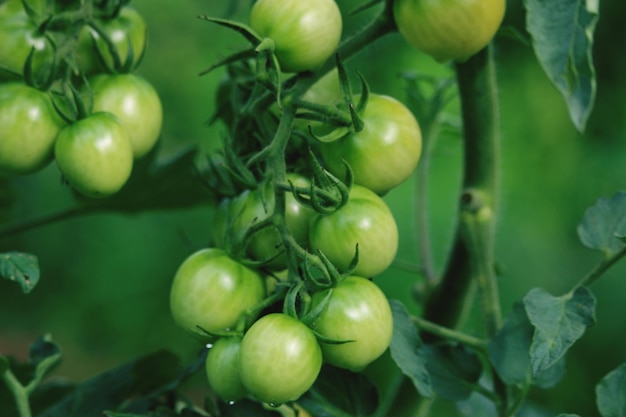 Close-up of tomatoes growing on plant