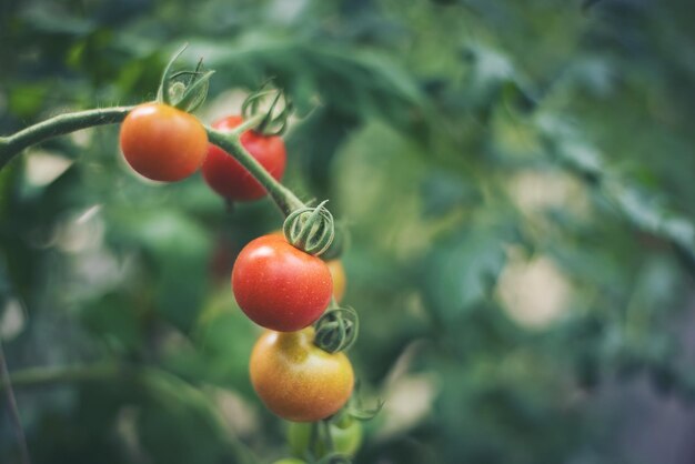 Photo close-up of tomatoes on plant