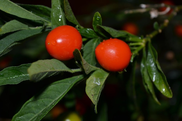 Foto prossimo piano dei pomodori sulla pianta