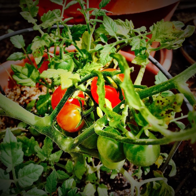 Photo close-up of tomatoes